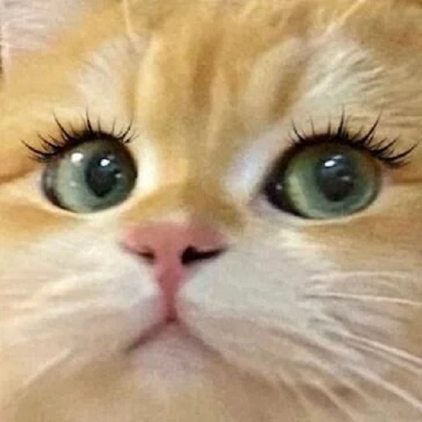 meme mèo cute lông mi dài