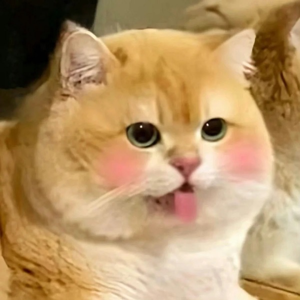 meme mèo cute lè lưỡi