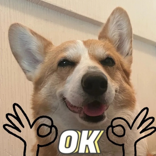 meme ok chó cười