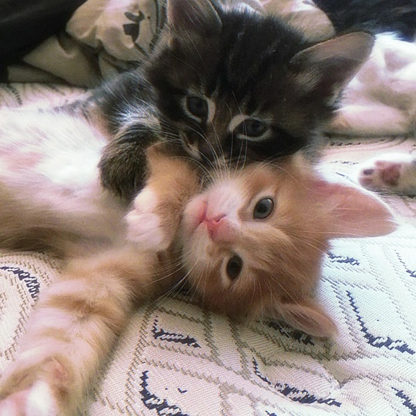 Avatar đôi cute mèo