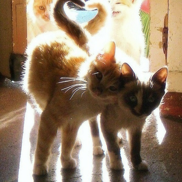 avatar đôi cute mèo đuôi tạo hình trái tim