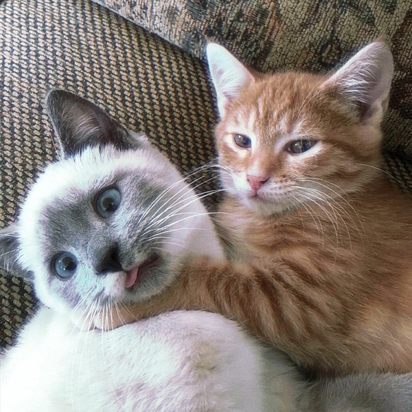avatar đôi cute mèo tinh nghịch