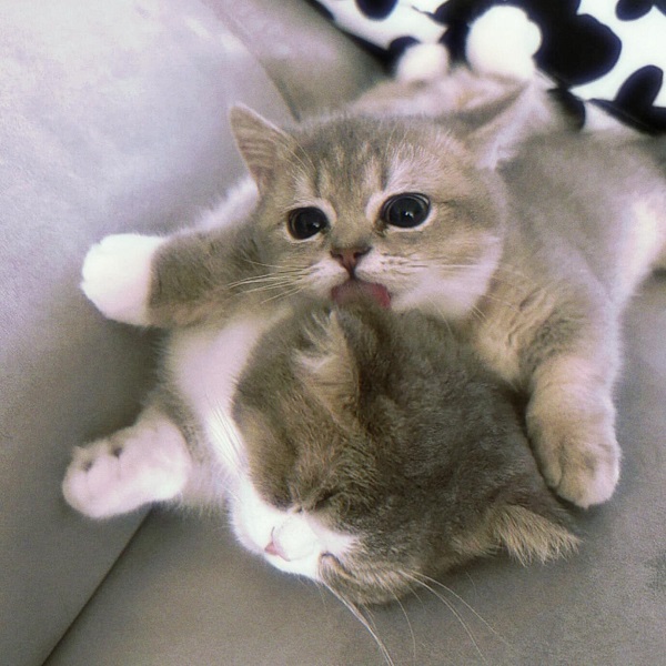 avatar đôi cute mèo liếm tai