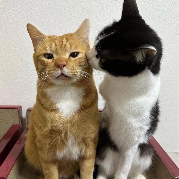 avatar đôi mèo 5