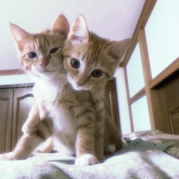 Top 140+ Avatar đôi cute mèo dễ thương, khiến bạn tan chảy