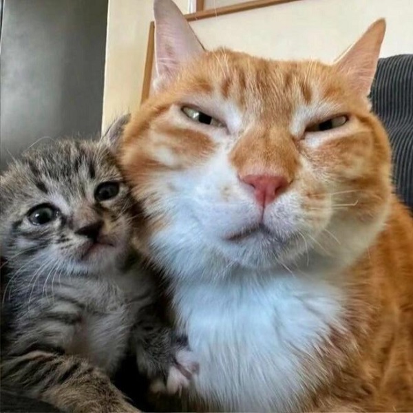avatar đôi mèo 9