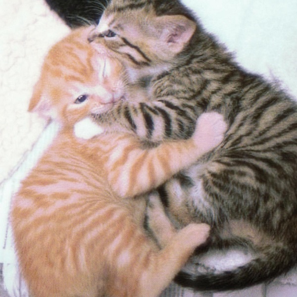 avatar đôi cute mèo ôm nhau trên giường