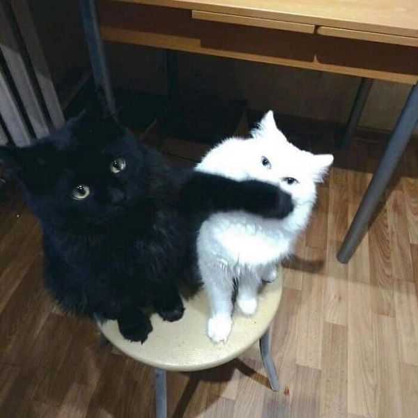 avatar mèo đôi 4