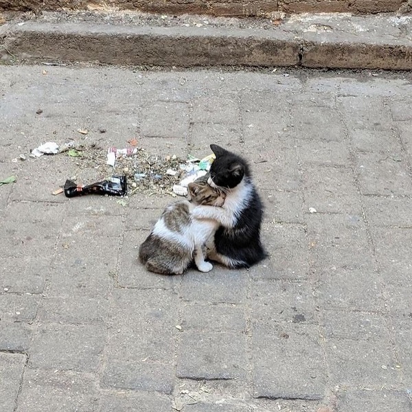 avatar đôi mèo cute 2