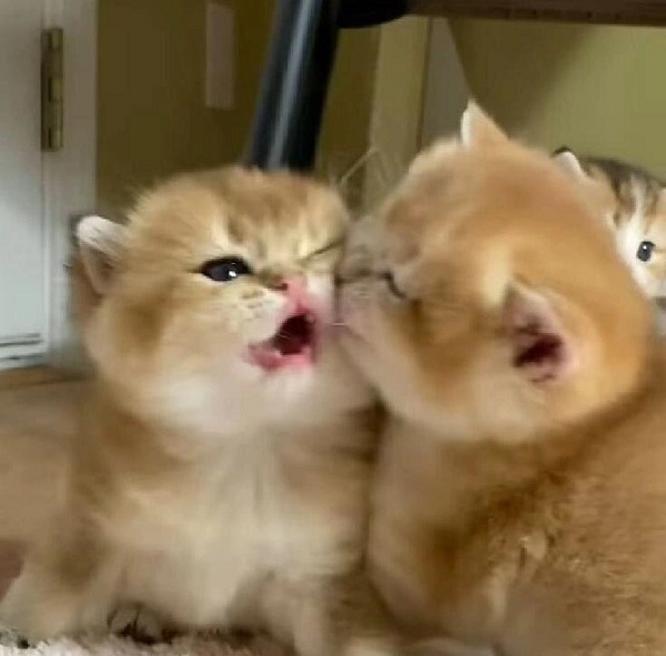avatar đôi mèo cute 3