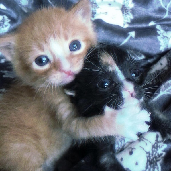 avatar đôi cute mèo vàng và đen