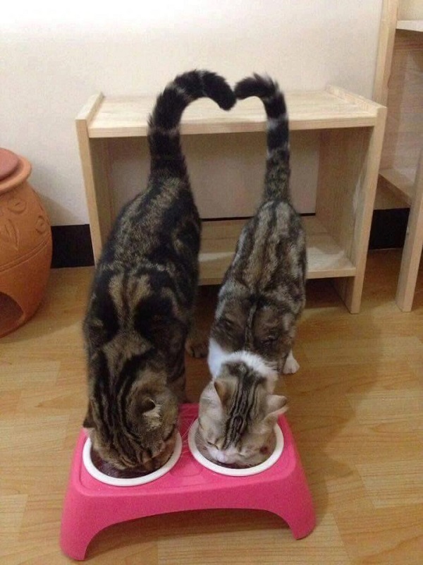 avatar đôi mèo dễ thương​ đang cùng ăn