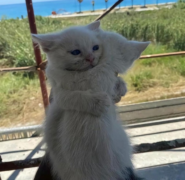 avatar đôi mèo trắng đang ôm nhau