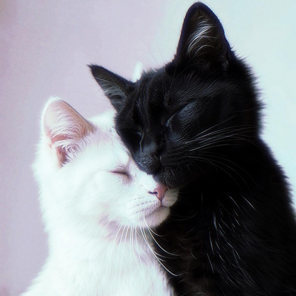 avatar đôi cute mèo trắng và đen