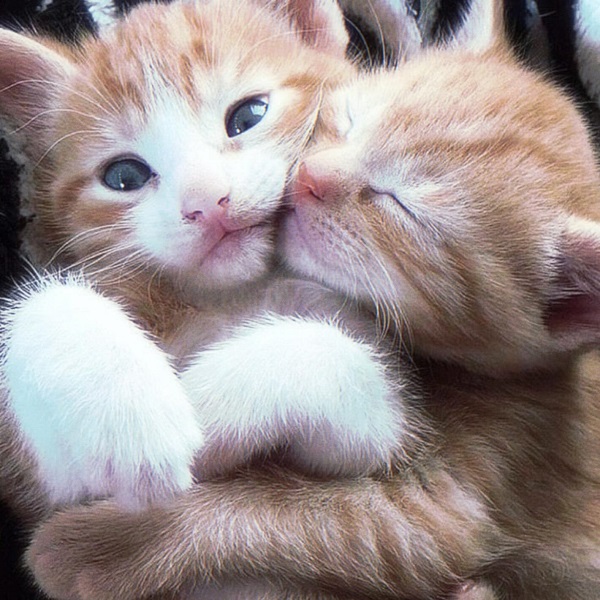 avatar đôi cute mèo 2 con mèo vàng