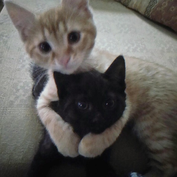avatar đôi cute mèo đáng yêu nhất