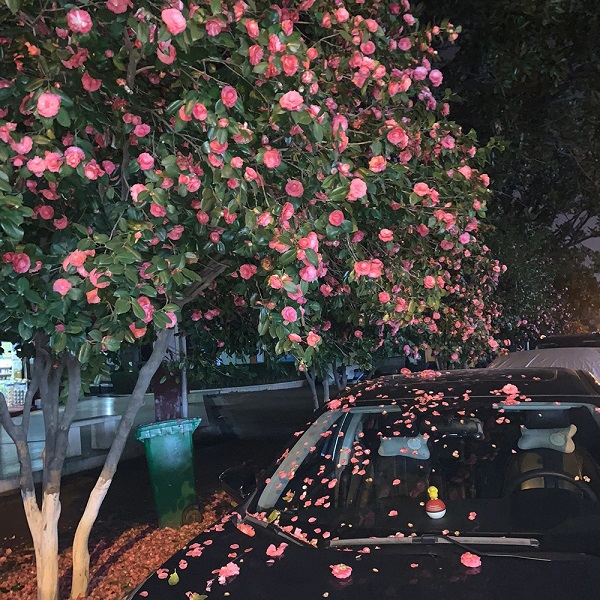 Avatar hoa đẹp 10