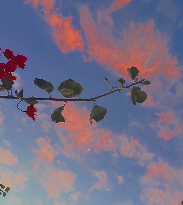 Avatar hoa nhẹ nhàng 7