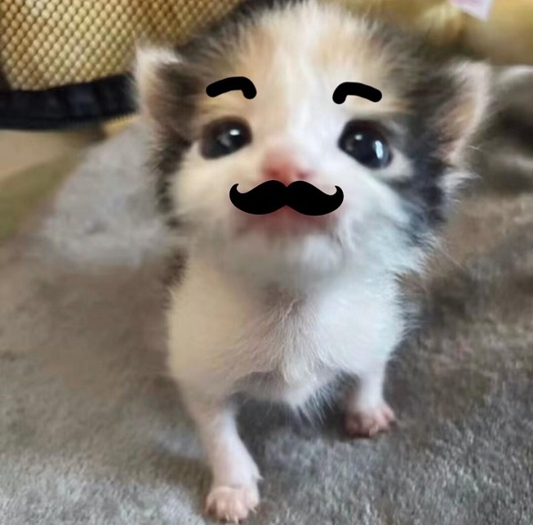 Avatar mèo con vô tri