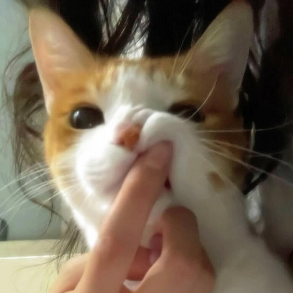 Avatar mèo vô tri 1