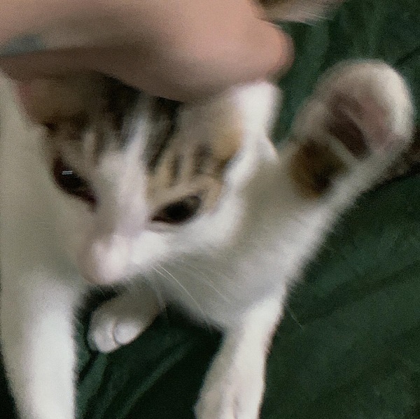 Avatar mèo vô tri 6