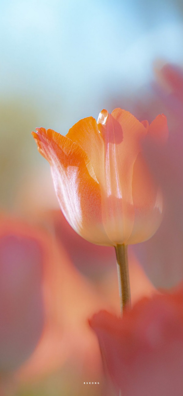 hình nền hoa tulip​ 1
