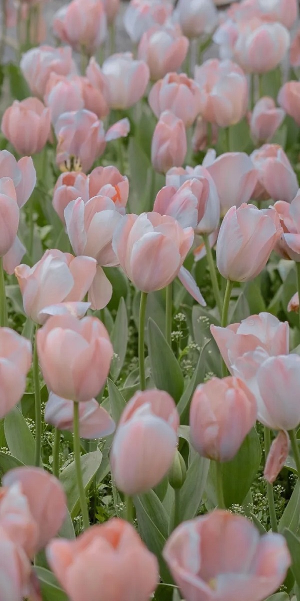hình nền hoa tulip cho điện thoại​ 3
