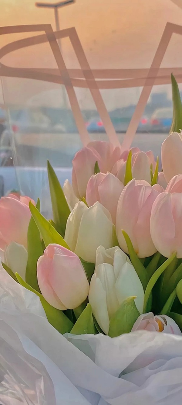 hình nền hoa tulip cho điện thoại​ 5
