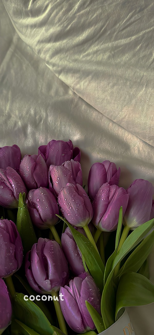 hình nền hoa tulip cho điện thoại​ 7