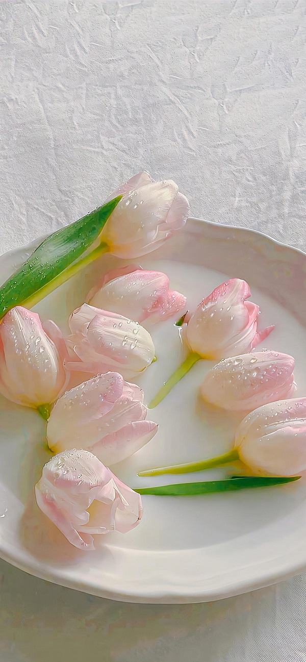 hình nền hoa tulip cho điện thoại​ 8