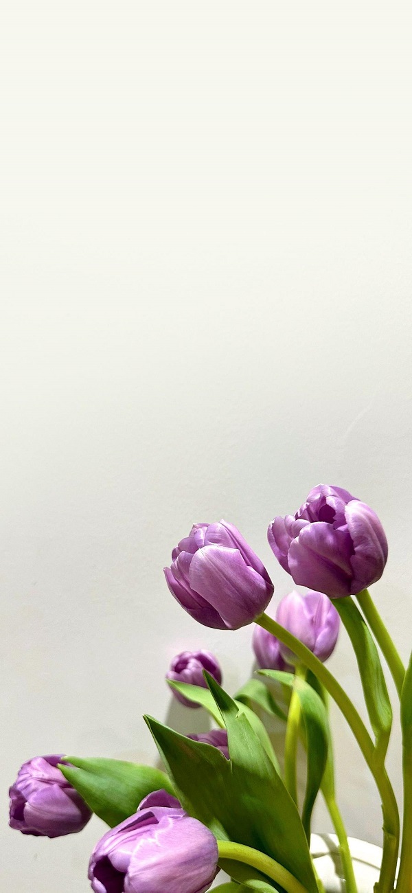 hình nền điện thoại hoa tulip​ 1