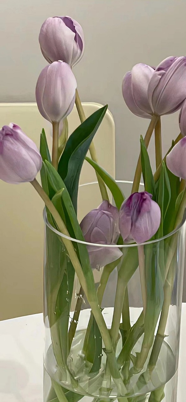 hình nền điện thoại hoa tulip​ 2