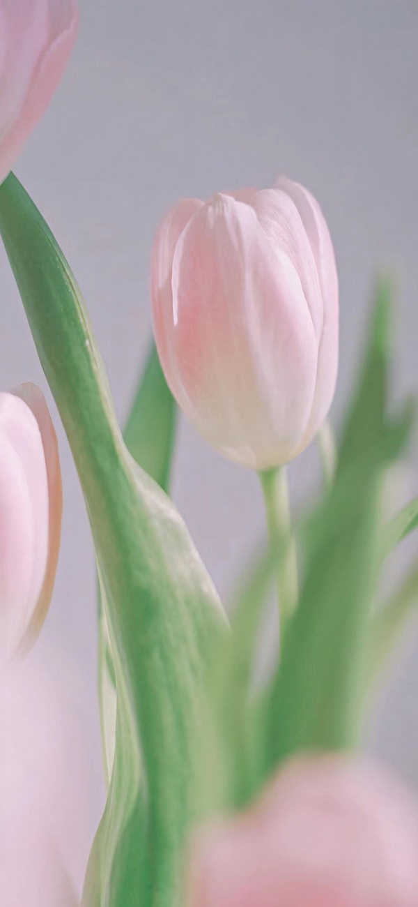 hình nền điện thoại hoa tulip​ 3