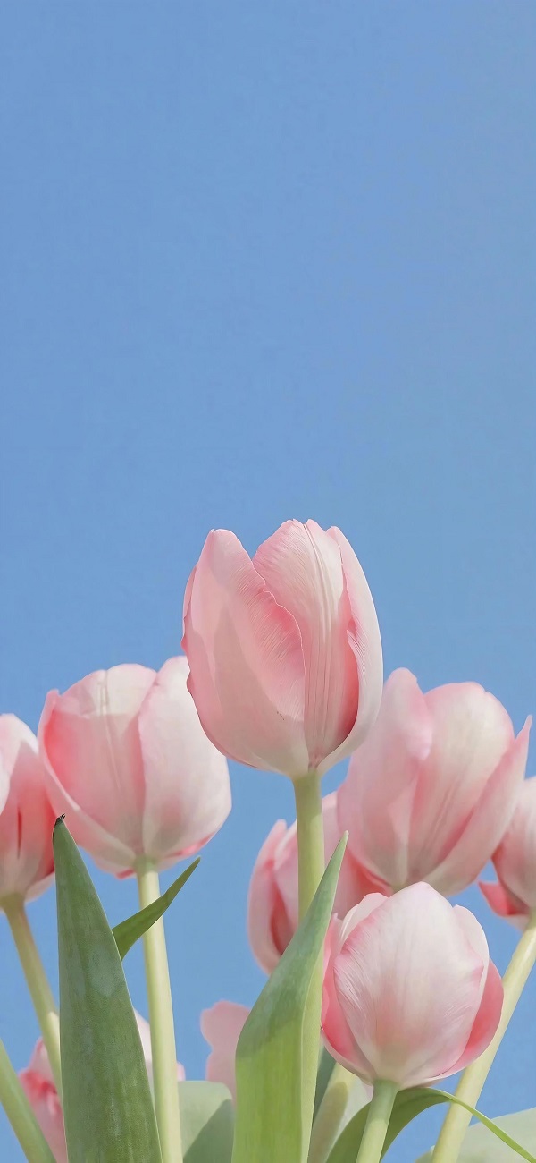 hình nền hoa tulip​ 2