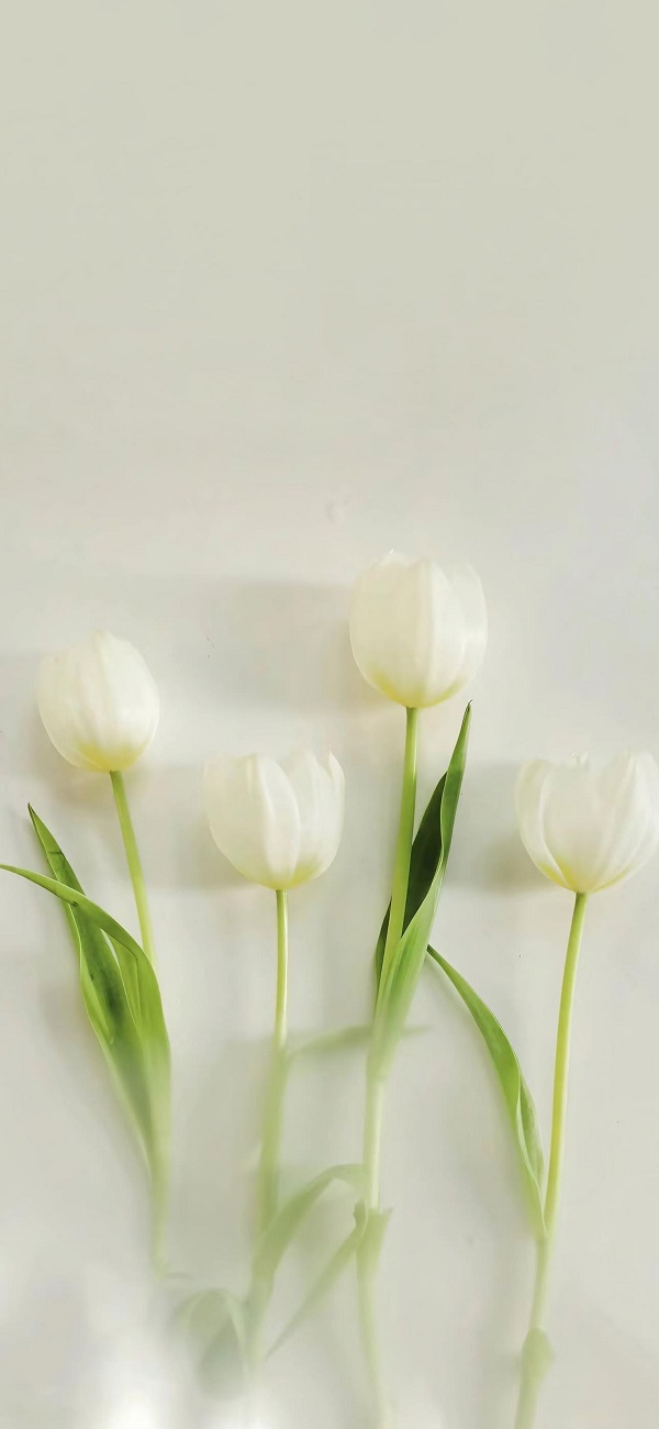 hình nền điện thoại hoa tulip​ 4