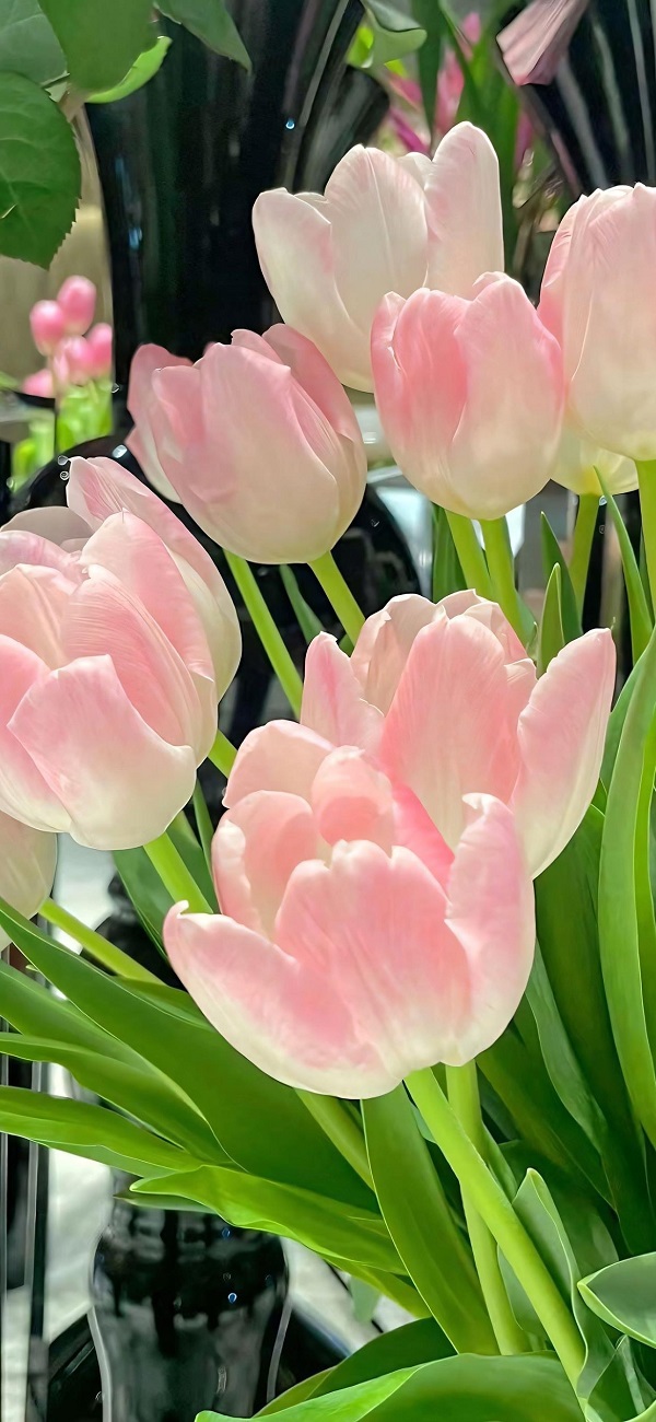 hình nền điện thoại hoa tulip​ 5