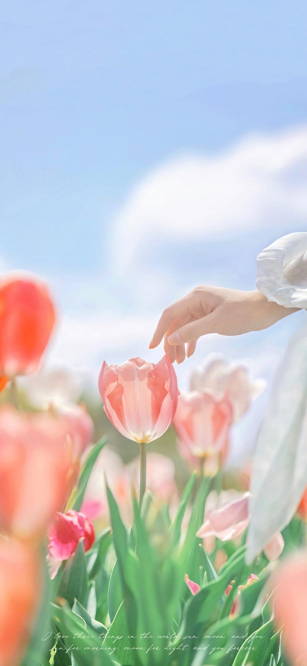 hình nền điện thoại hoa tulip​ 6