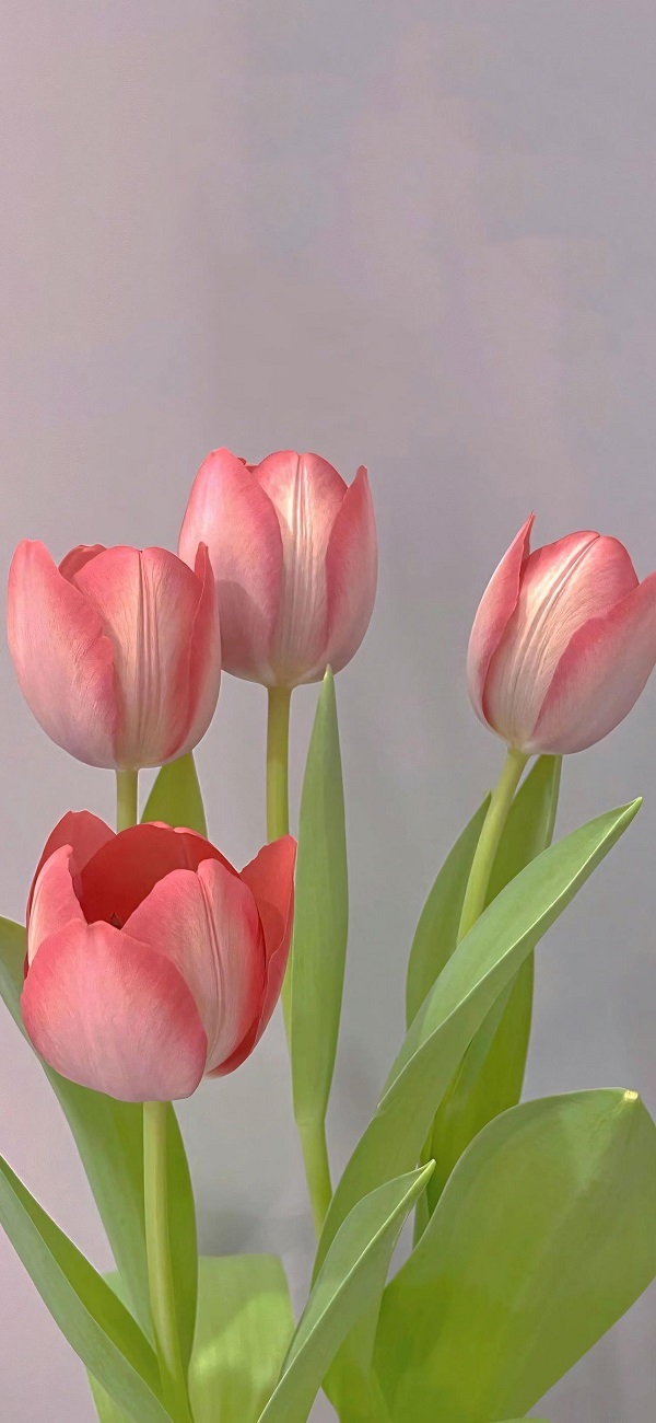 hình nền hoa tulip chill​ 1