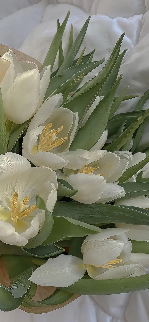 hình nền hoa tulip​ 3