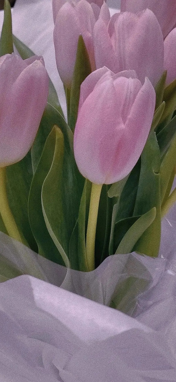 hình nền hoa tulip full hd​ 2