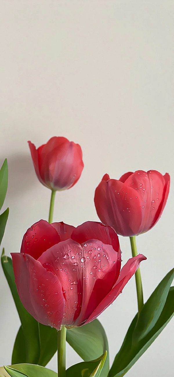 hình nền hoa tulip​ 4