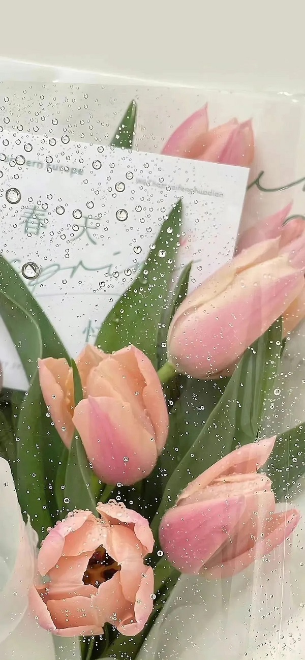 hình nền hoa tulip​ 5