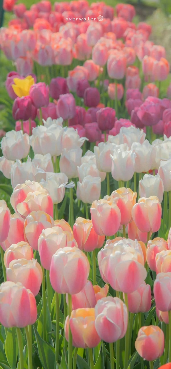 hình nền hoa tulip​ 7