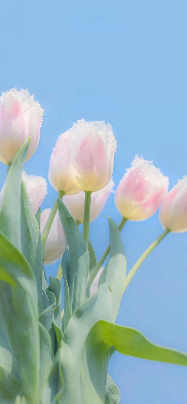 hình nền hoa tulip cho điện thoại​ 1