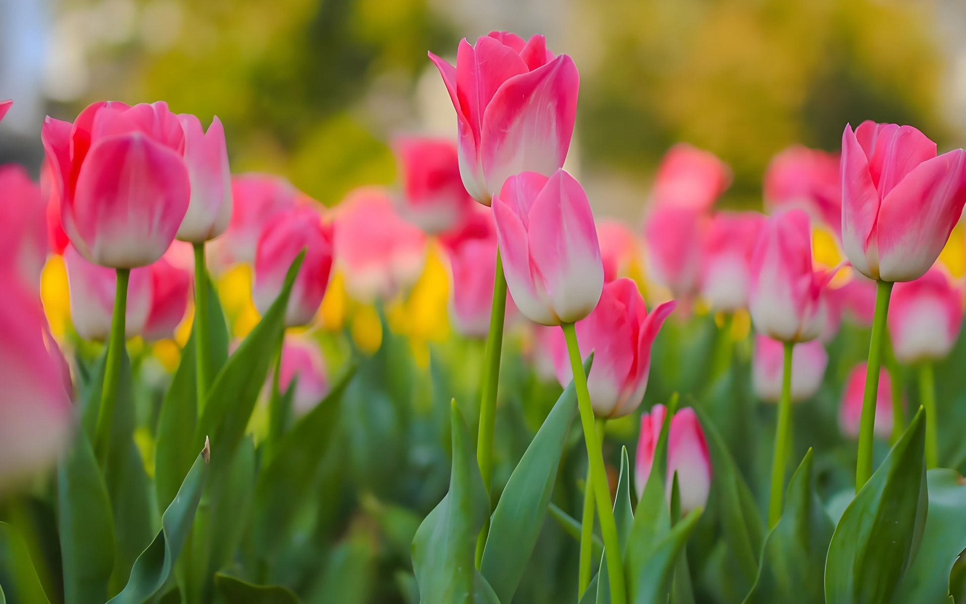 Top 95+ Hình nền máy tính hoa tulip nhẹ nhàng đầy cuốn hút