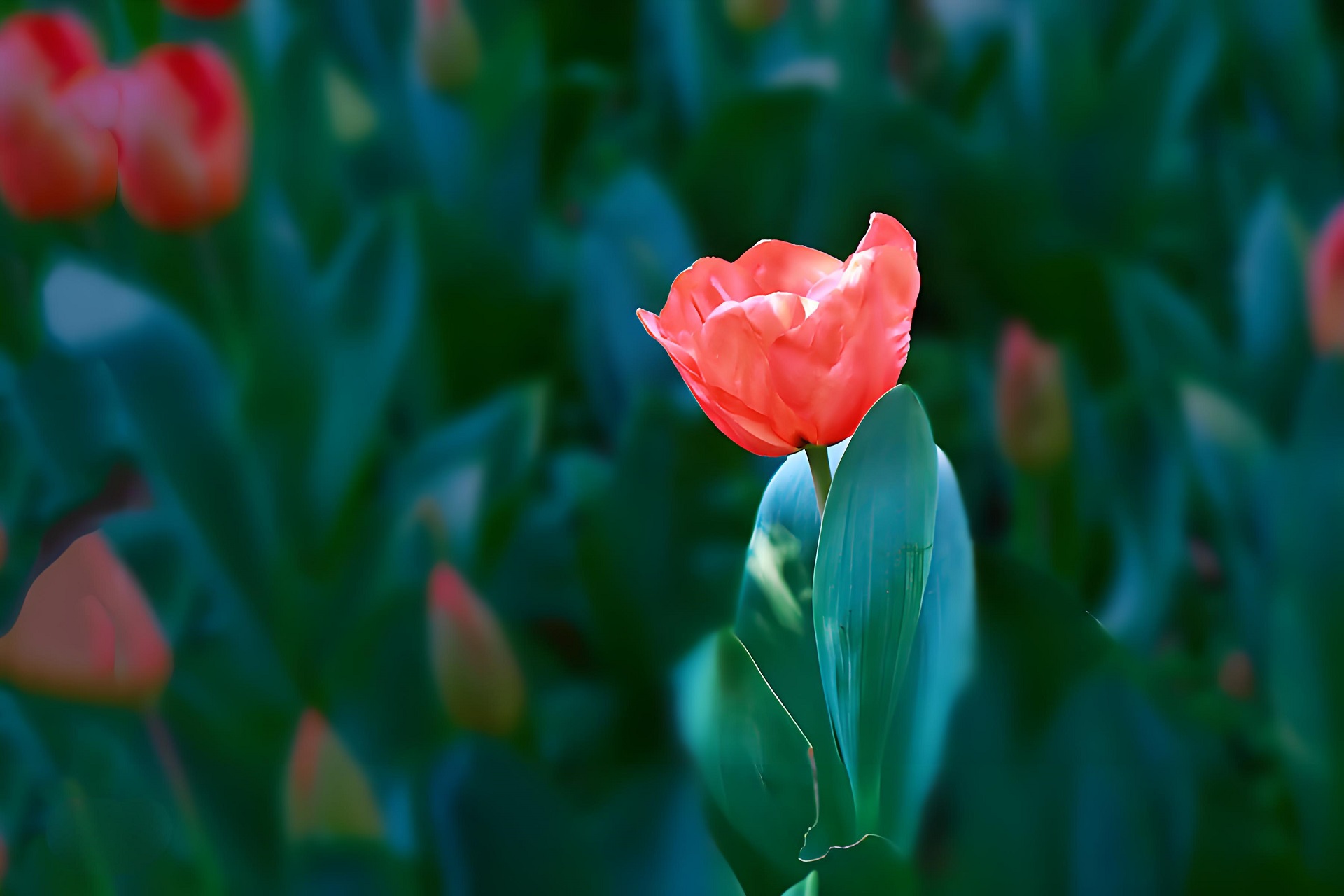Ảnh nền desktop bông hoa tulip nở rộ tuyệt đẹp
