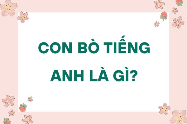 con-bo-tieng-anh-la-gi