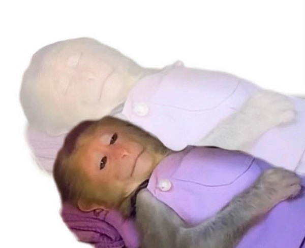 Khỉ meme 1