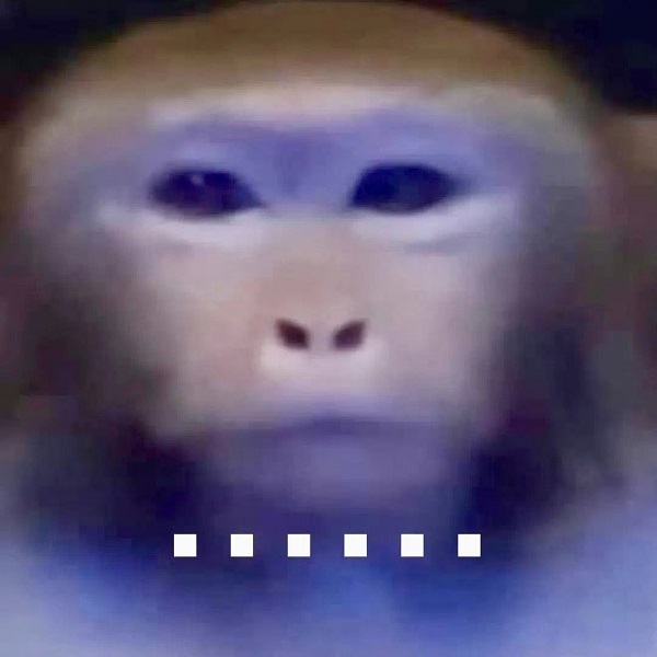 Khỉ meme 11