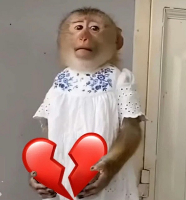 Khỉ meme 14